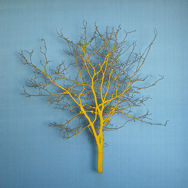 Hawthorn Tree 2.7